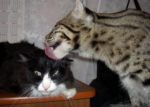 中国女篮在国际热身赛中表现优异,竞争力增强,中国女篮热身赛赛程